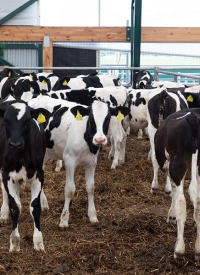 a-group-of-young-dairy-cows-outdoor-walking-in-a-f-resize.jpg