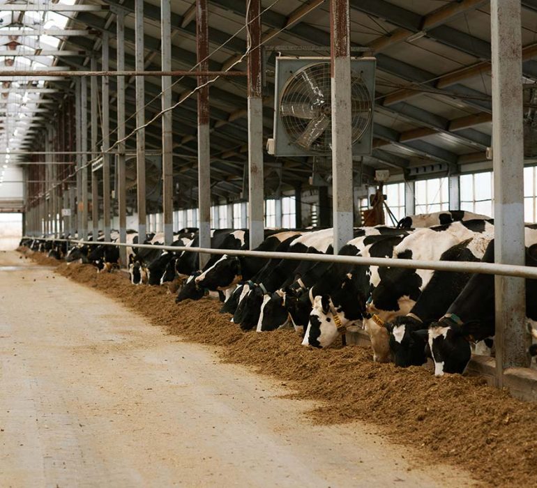 dairy-farm-with-herd-of-cows-resize.jpg