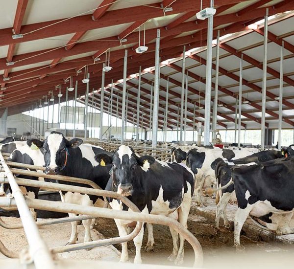 herd-of-cows-in-cowshed-stable-on-dairy-farm-resize.jpg herd-of-cows-in-cowshed-stable-on-dairy-farm-resize.jpg