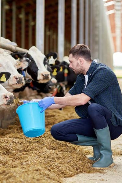 man-with-cows-and-bucket-in-cowshed-on-dairy-farm-resize.jpg