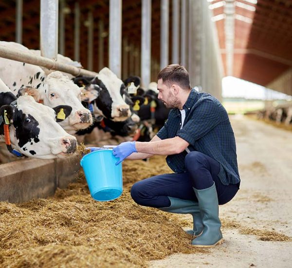 man-with-cows-and-bucket-in-cowshed-on-dairy-farm-resize.jpg man-with-cows-and-bucket-in-cowshed-on-dairy-farm-resize.jpg